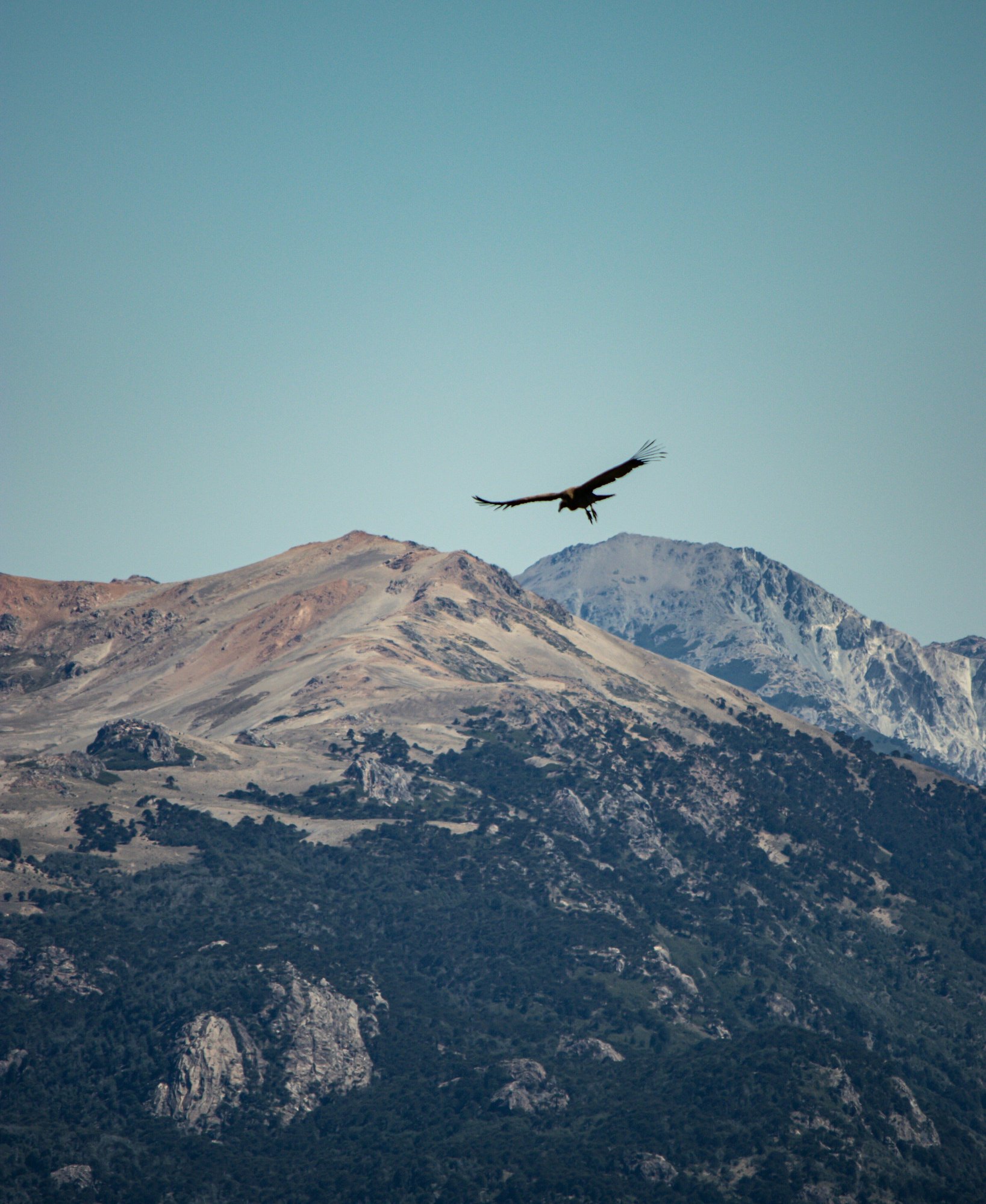 nicolas-encina-03zxI2tVgd4-unsplash-1