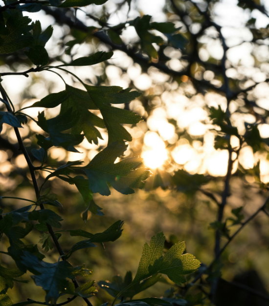 RP Images 550 x 627 (4)